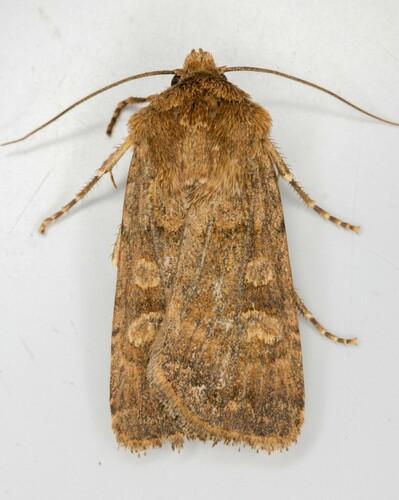 iNaturalist observation photo of Noctuini