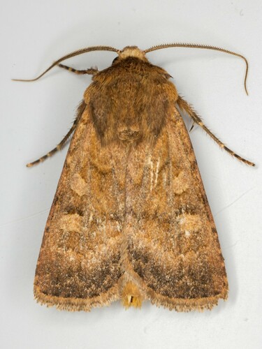 iNaturalist observation photo of Noctuini