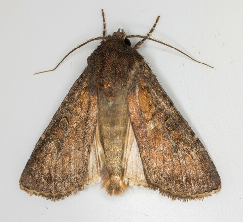 iNaturalist observation photo of Cutworm Moths and Allies