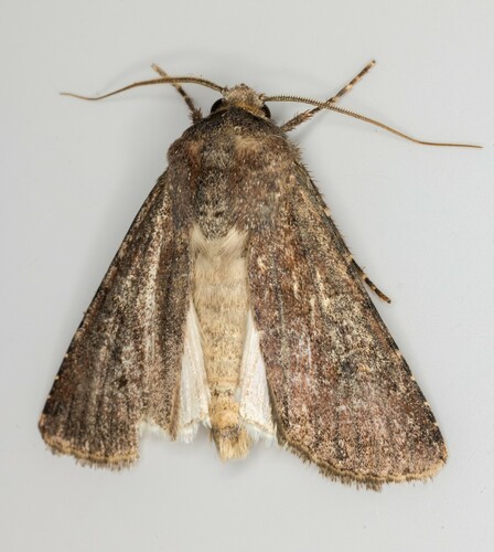 iNaturalist observation photo of Cutworm Moths and Allies