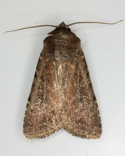 iNaturalist observation photo of Cutworms and Dart Moths