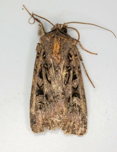 iNaturalist observation photo of Noctuini