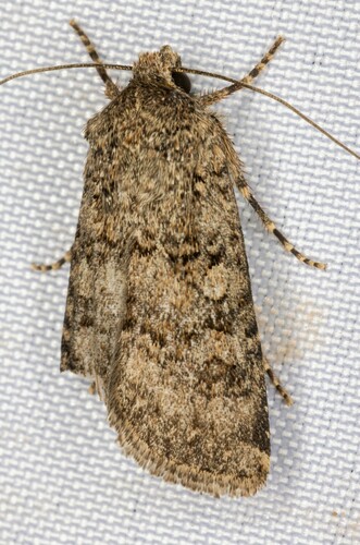 iNaturalist observation photo of Euxoa