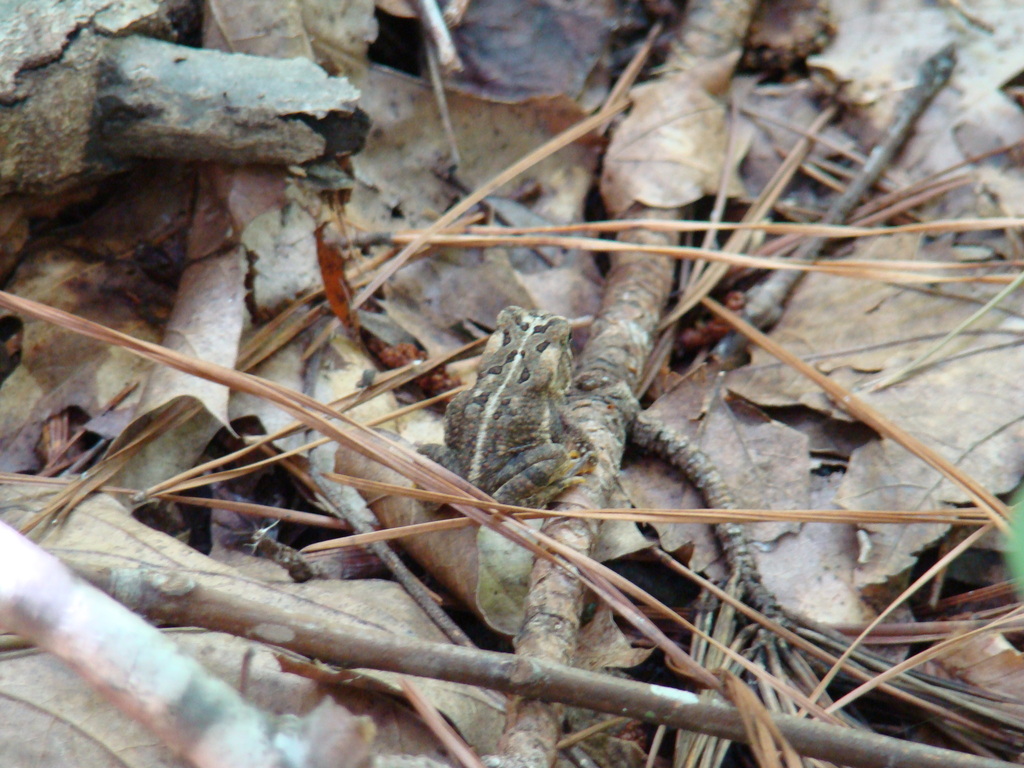 Fowler's Toad from Chatham County, NC, USA on August 20, 2010 at 12:01 ...