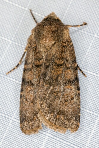 iNaturalist observation photo of Euxoa