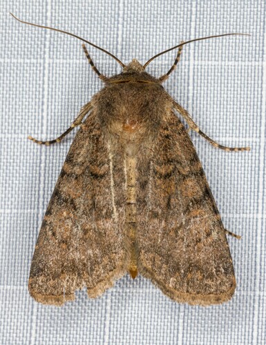 iNaturalist observation photo of Euxoa