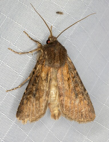 iNaturalist observation photo of Noctuini