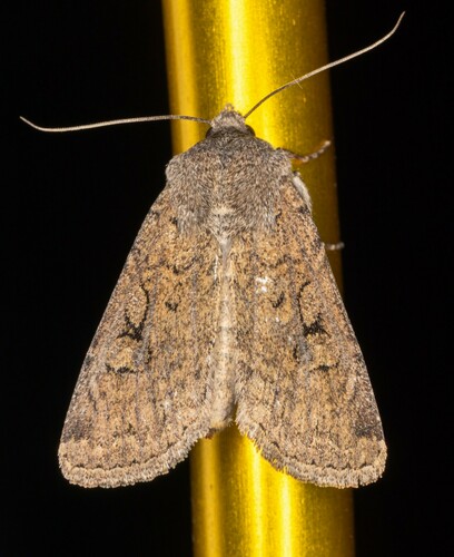 iNaturalist observation photo of Noctuini