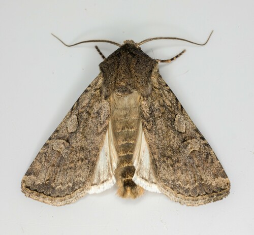 iNaturalist observation photo of Euxoa