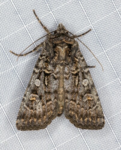 iNaturalist observation photo of Euxoa