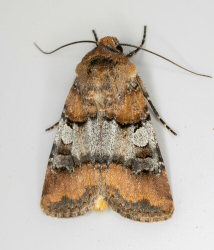 iNaturalist observation photo of Euxoa murdocki