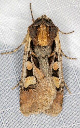iNaturalist observation photo of Obelisk Dart