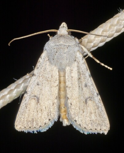 iNaturalist observation photo of Euxoa catenula
