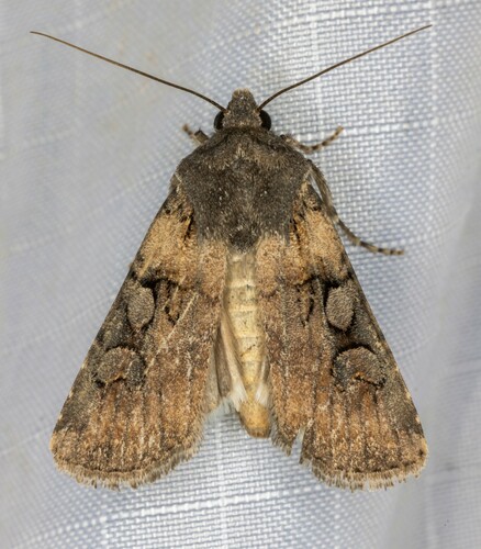 iNaturalist observation photo of White-striped Dart