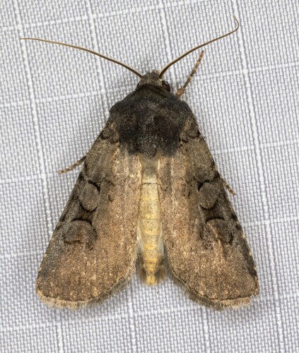 iNaturalist observation photo of White-striped Dart