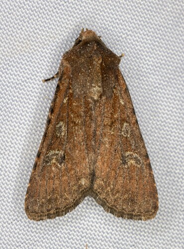iNaturalist observation photo of Cutworm Moths and Allies