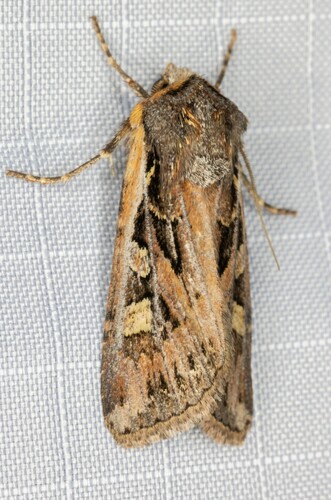 iNaturalist observation photo of Army Cutworm Moth