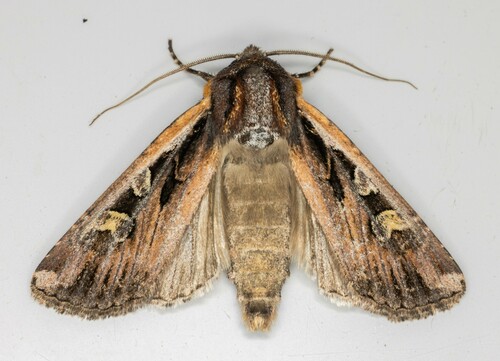 iNaturalist observation photo of Army Cutworm Moth