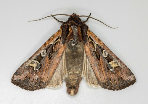 iNaturalist observation photo of Army Cutworm Moth