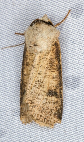 iNaturalist observation photo of Euxoa bochus