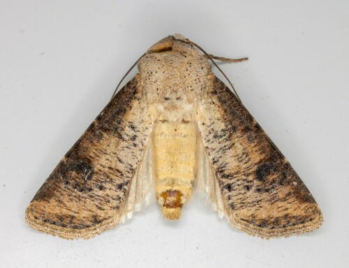 iNaturalist observation photo of Euxoa bochus