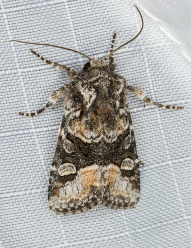 iNaturalist observation photo of Red-spot Polia Moth