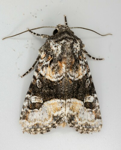 iNaturalist observation photo of Red-spot Polia Moth