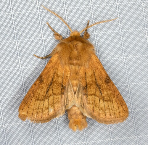 iNaturalist observation photo of Nephelodes demaculata