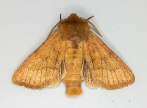 iNaturalist observation photo of Nephelodes demaculata