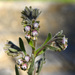 Cynoglossum clandestinum - Photo (c) mjcorreia, todos los derechos reservados, subido por mjcorreia