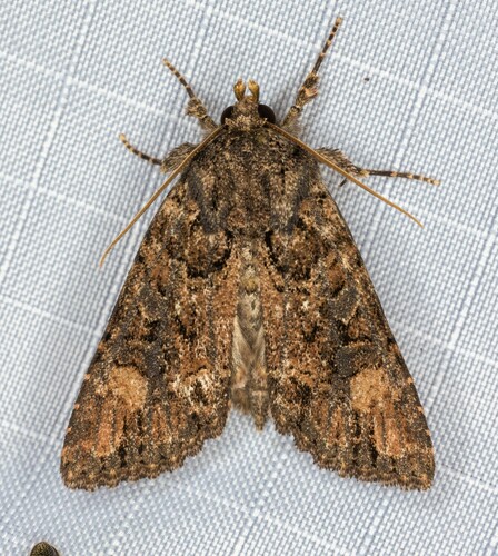 iNaturalist observation photo of Rusty Shoulder Knot Moth