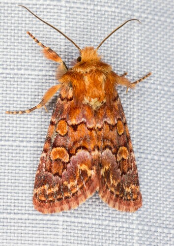 iNaturalist observation photo of Euros proprius
