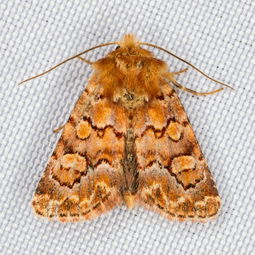 iNaturalist observation photo of Euros proprius