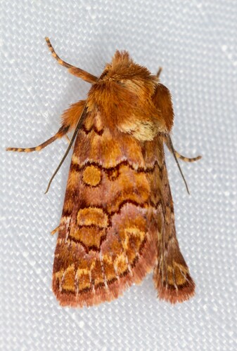 iNaturalist observation photo of Euros proprius
