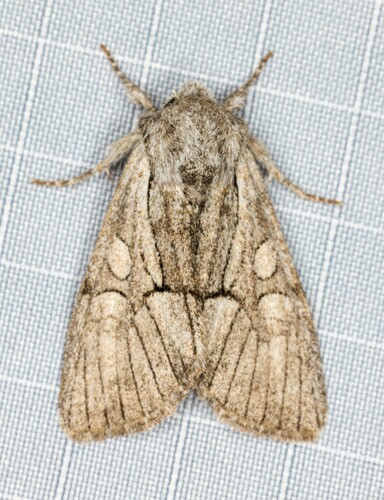 iNaturalist observation photo of Eremobina unicincta