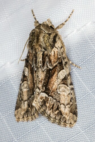 iNaturalist observation photo of Oligia divesta