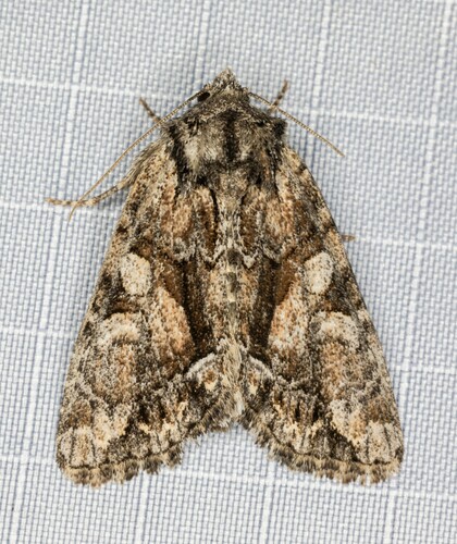 iNaturalist observation photo of Oligia divesta