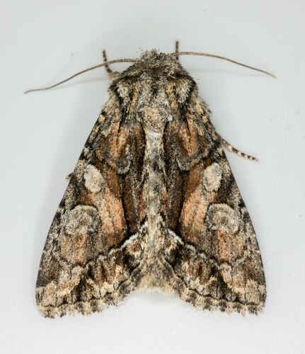 iNaturalist observation photo of Oligia divesta
