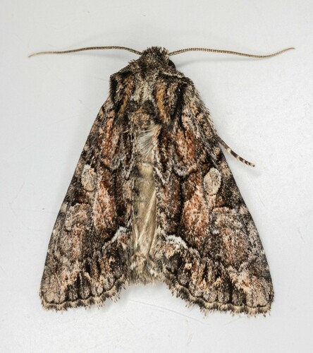 iNaturalist observation photo of Oligia divesta
