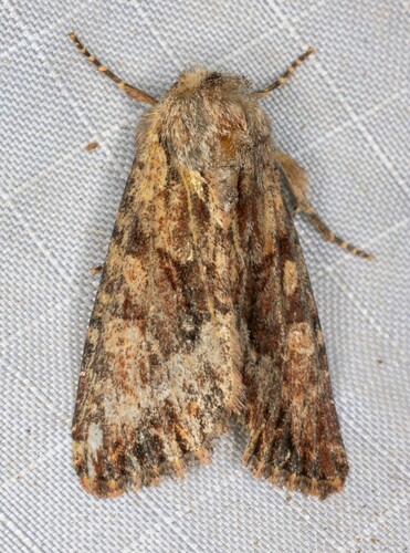 iNaturalist observation photo of Apamea