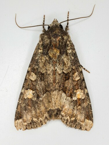 iNaturalist observation photo of Yellow-headed Cutworm Moth