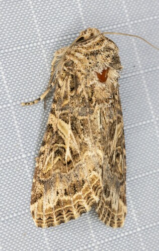 iNaturalist observation photo of Western Yellow-striped Armyworm Moth