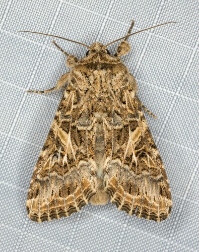 iNaturalist observation photo of Western Yellow-striped Armyworm Moth