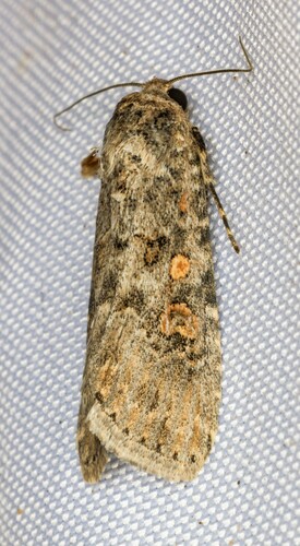 iNaturalist observation photo of Beet Armyworm Moth