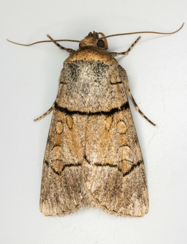 iNaturalist observation photo of Sympistis youngi