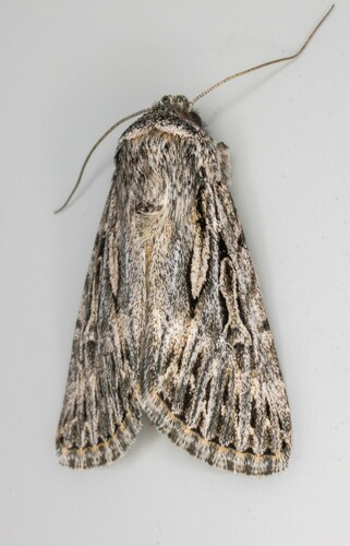 iNaturalist observation photo of Sympistis poliochroa