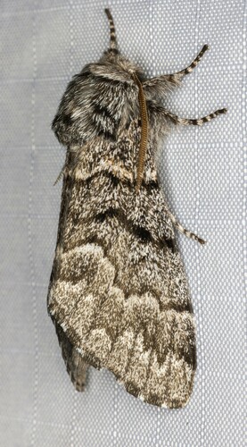 iNaturalist observation photo of Western Panthea Moth