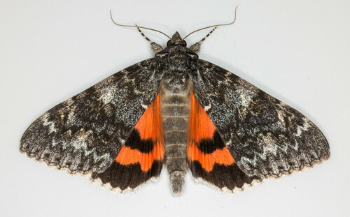 iNaturalist observation photo of Western Underwing Moth