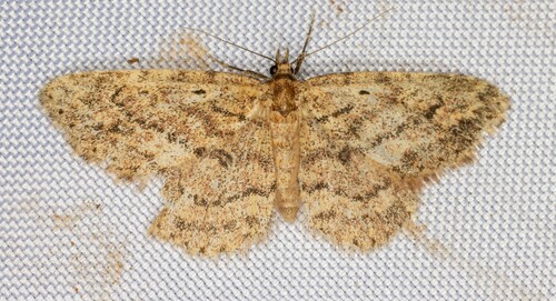 iNaturalist observation photo of Mycterophora