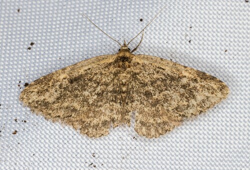iNaturalist observation photo of Mycterophora